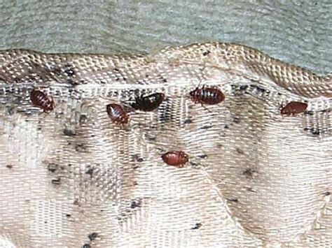Key Signs And Symptoms Of Bed Bugs Orkin Canada