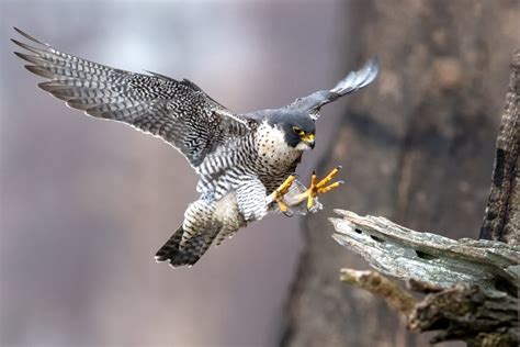 Peregrine Falcons From Both Coasts Found Contaminated With Mercury
