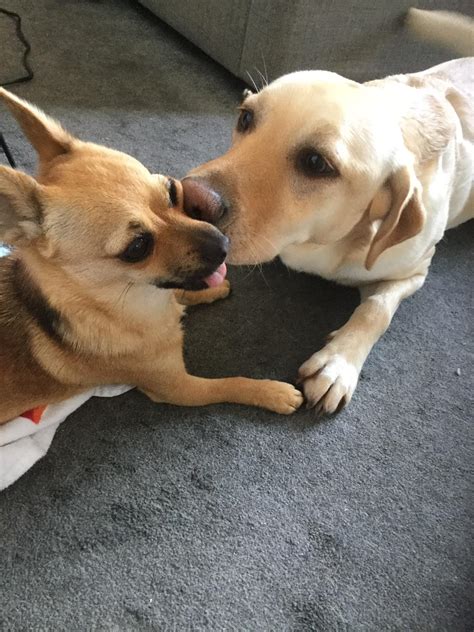 Heres A Picture Of My Dogs Kissing Jacksucksatlife