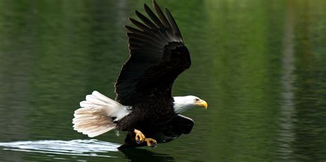 Bald Eagles Soaring After Recovery • The National Wildlife Federation Blog The National