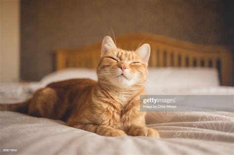 Cat On Bed Photo Getty Images