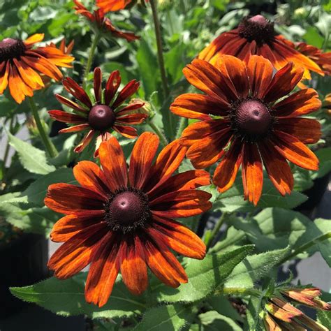 Gloriosa Daisy Rudbeckia Hirta Autumn Colors From Saunders Brothers Inc