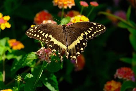 Dscf1538 Backyard Butterfly Hampton Va Scott Winebarger Flickr