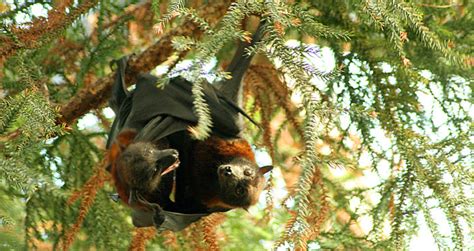 Flying Foxes Play Important Role In Pollination Of Durian Rakerum