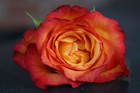 Orange Rose Free Stock Photo - Public Domain Pictures