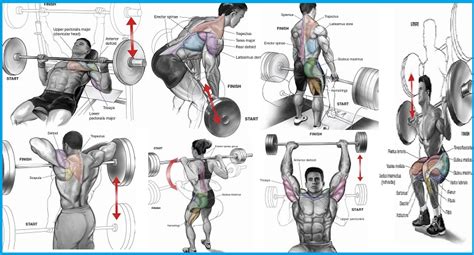 Barbell Exercises That Suit Beginners All