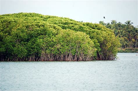 Mangroves Trees In Chettuva