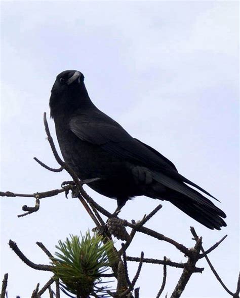 American Crow Corvus Brachyrhynchos Wildlife Journal Junior
