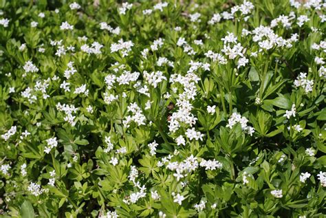 Photographing Flowers Ground Covers