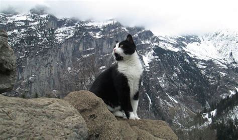 Erfahre, wie du herrausfindest, ob deine katze flöhe hat und wie man diese bekämpfen sollte. In den Schweizer Bergen half eine Katze einem streunenden ...