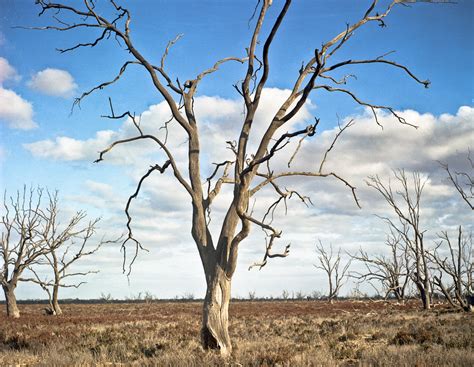 Recent Australian droughts may be the worst in 800 years