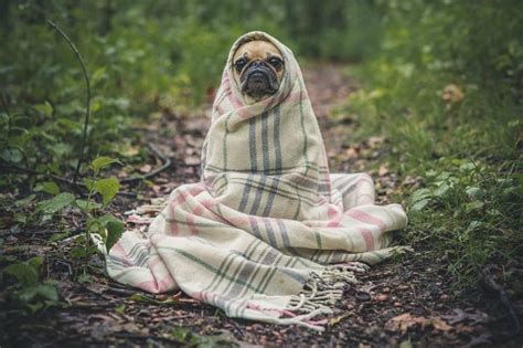 Learning about the pests you have and options that are available to control don't leave pet food and water out overnight. Pet Safe Pest Control Tips Every Pet Owner Needs To Know