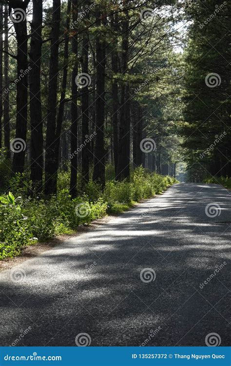 Quiet Country Road On A Sunny Day Stock Photo Image Of Freeway Green