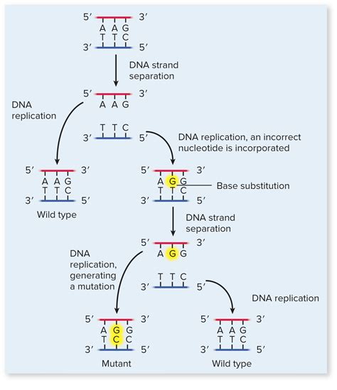 Point Mutation Only One Base Pair Is Changed Dna Replication Human