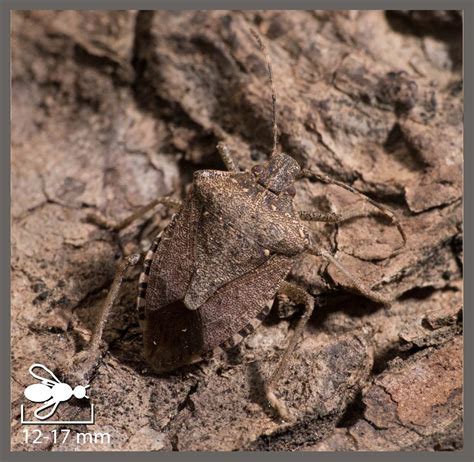 Punaise Diabolique Halyomorpha Halys Identifier Un Insecte