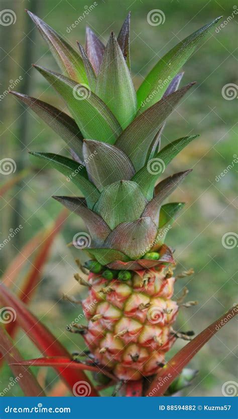 Baby Pineapple Growing On A Plant Stock Photo Image Of Grow