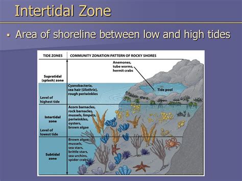 Marine Ecosystems Subdivided Into Life Zones Intertidal Zone Ppt Download