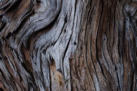 Tree Bark · Free Stock Photo
