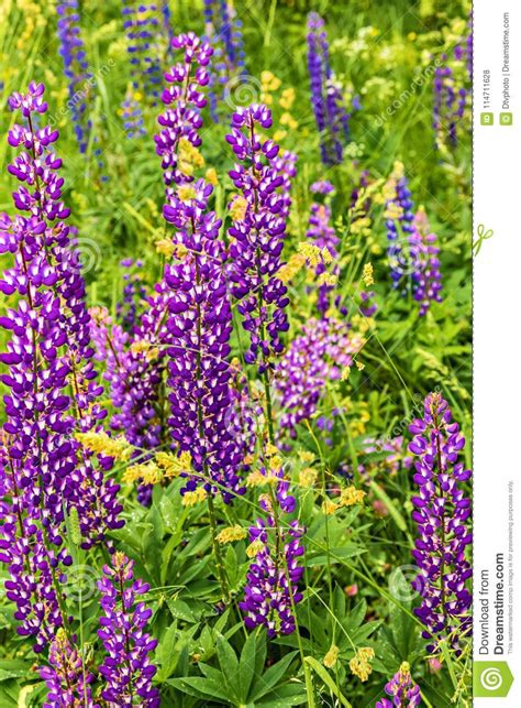 Summer Green Field With Lupine Flowers Stock Photo Image Of Nature