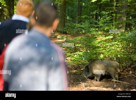 Europe Germany Sauerland Region Arnsberg Walkers Watching A Wild