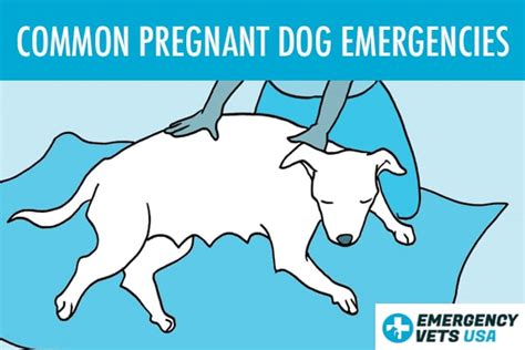 Is It Normal For A Pregnant Dog To Have A Discharge