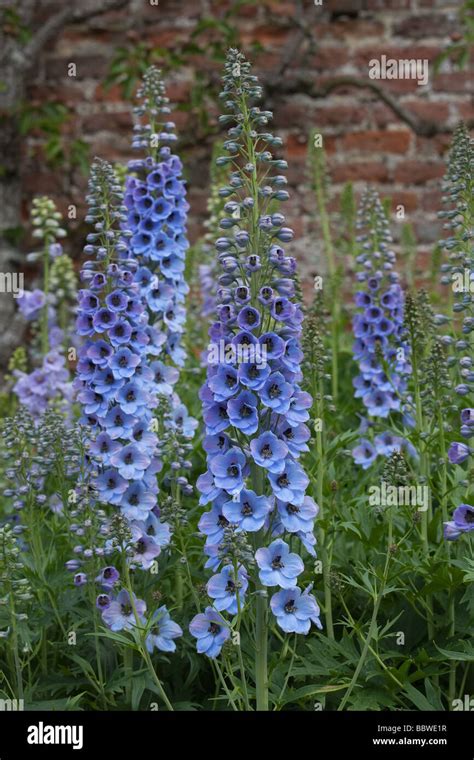 Delphiniums In Cottage Garden Stock Photo Alamy