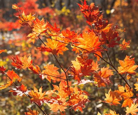 Autumn Spire Red Maple Gardening Soul