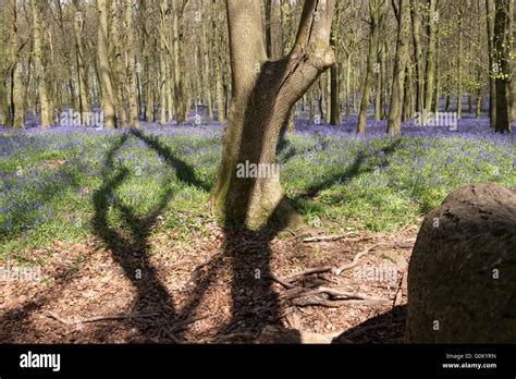 Tree Casting Shadows Hi Res Stock Photography And Images Alamy