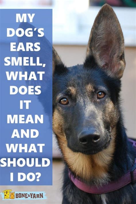 My Dogs Ears Smell What Does It Mean And What Should I Do
