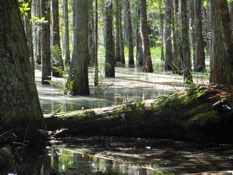 Pasco County FL | Pasco county, Florida, Swamp