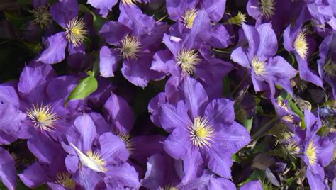 25 Full Shade Plants That Will Look Great In Your Yard