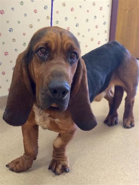 12 Basset Hounds Mixed With Bloodhound The Paws