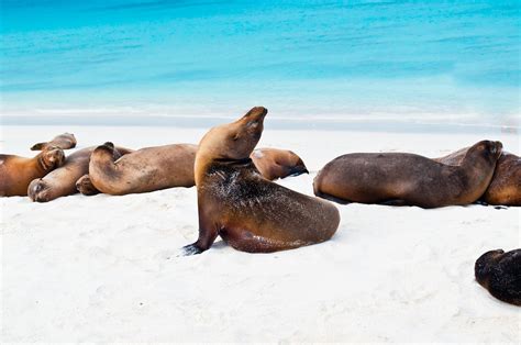 Galápagos Islands Wildlife And Wonder In Big Pictures