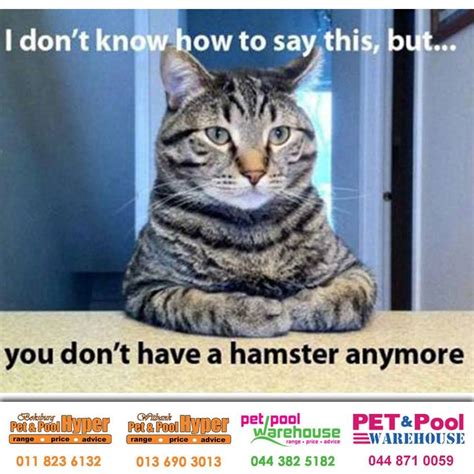 I Dont Know How To Say This But You Dont Have A Hamster Anymore A Bit Of Midweek Humor
