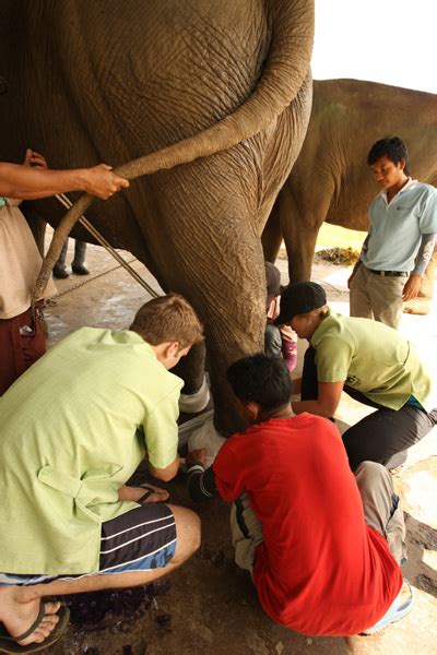 Volunteer Vet At Elephant Nature Park Elephant Nature Park Booking System