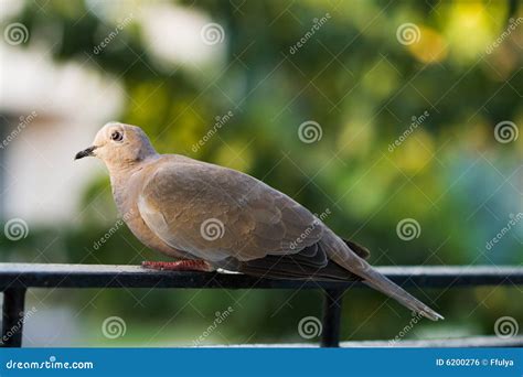 Cute Dove Stock Photo Image Of Bird Birds Citylife 6200276