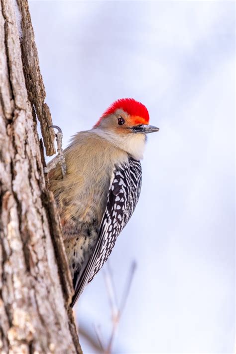 Woodpeckers In Louisiana 9 Species You Will Want To See