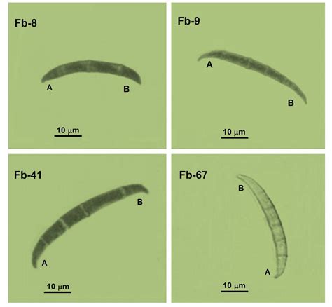 Descripción Y Comparación Entre Morfotipos De Fusarium Brachygibbosum