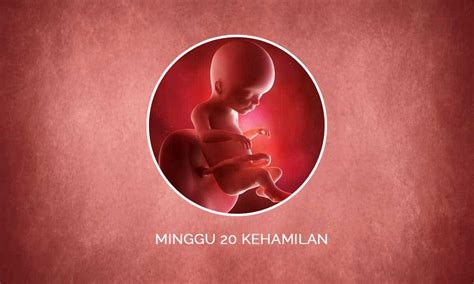 Perkembangan Janin 21 Minggu Kehamilan Perubahan Ibu And Bayi