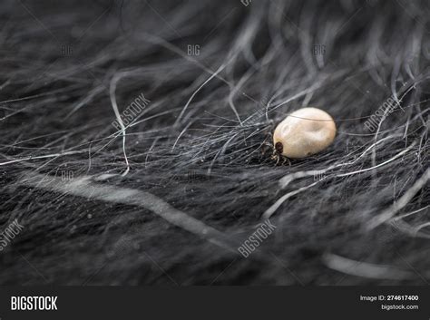 Tick Dogs Fur Sucking Image And Photo Free Trial Bigstock