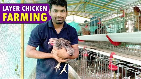 Layer Chicken Farming Layer Poultry Farming Egg Farming Guide Youtube