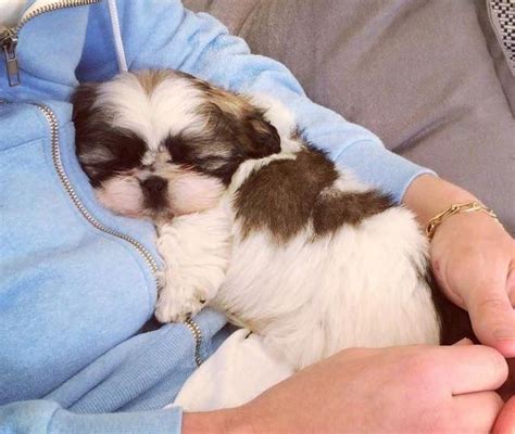 Best Picture Ideas About Shih Tzu Puppies Oldest Dog