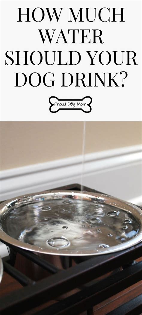 Learn how much water your puppy needs at various stages and how much is too restricting water intake can also lead to obsessive behavior like resource guarding. How Much Water Should Your Dog Drink? | Dehydration | Dog ...