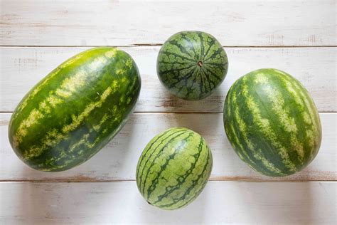 How To Pick Cut And Freeze Watermelon