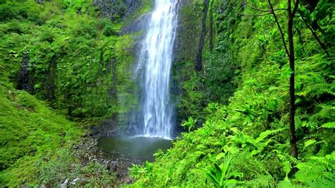 Jungle Waterfall Sounds Waterfall And Jungle Sounds Relaxing Tropical
