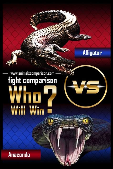 Alligator Vs Anaconda Fight Comparison Who Will Win