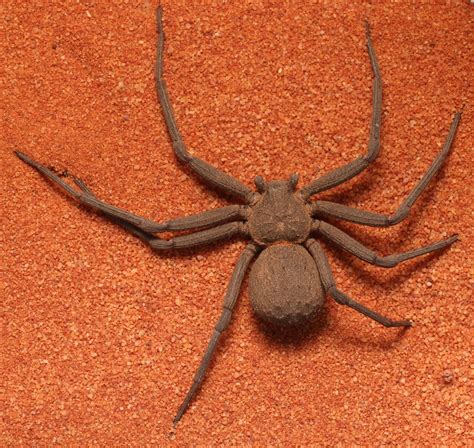 Six Eyed Sand Spider Facts And Photos The Spider Blog