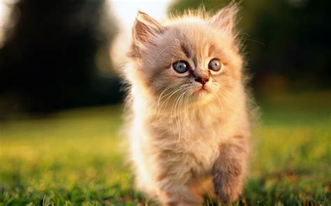 40 Adorable Pictures of Cute Kitties - Lava360