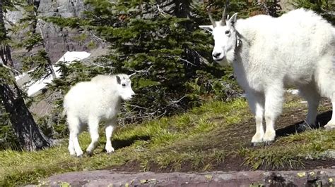 Hidden Lake And Mountain Goats Glacier National Park Youtube