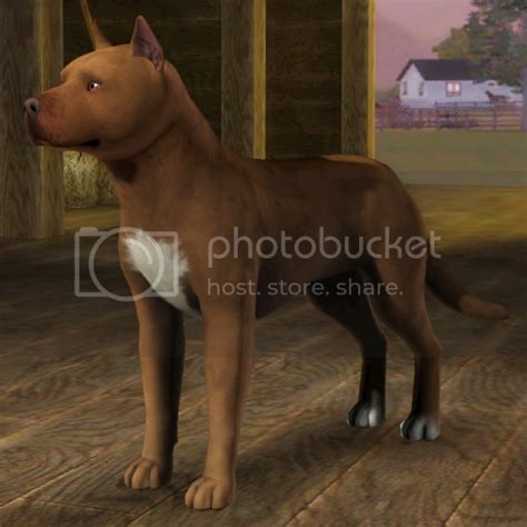 Realistic Pitbull Improved — The Sims Forums